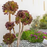 Apartment Wanderlust Experience Costa Sud