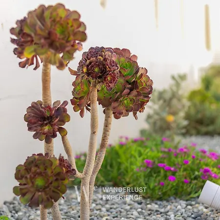 Apartmán Wanderlust Experience Costa Sud